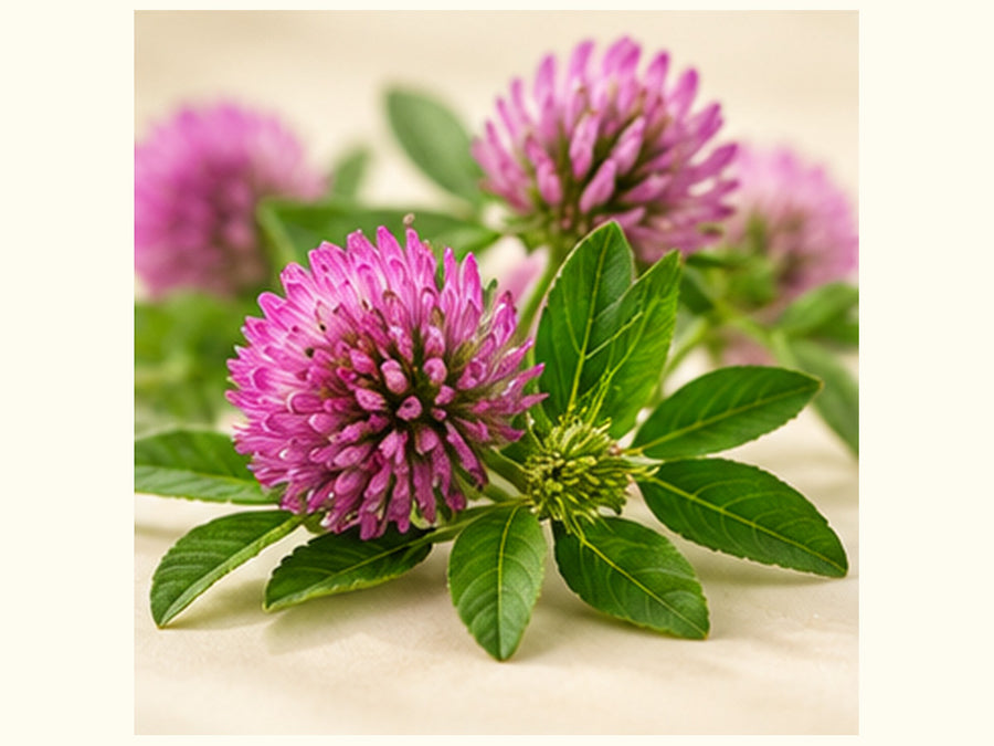 red clover flower extract
