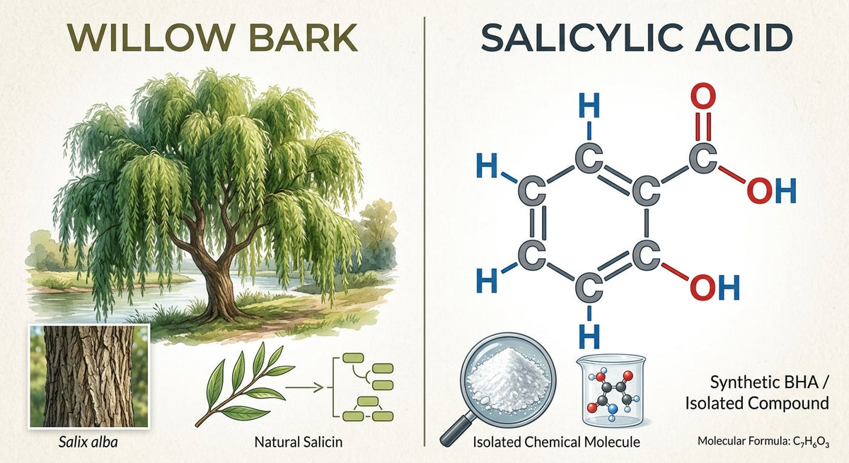 Willow Bark vs. Salicylic Acid: The Gentle Botanical Secret for Clear, Balanced Skin