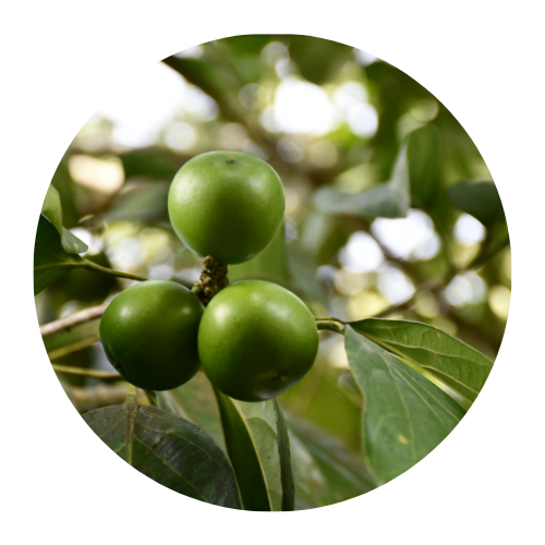 Superfruit and Cacay Face Serum
