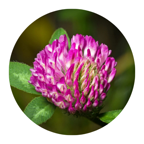 Red Clover & Zinc Phyto Elixir