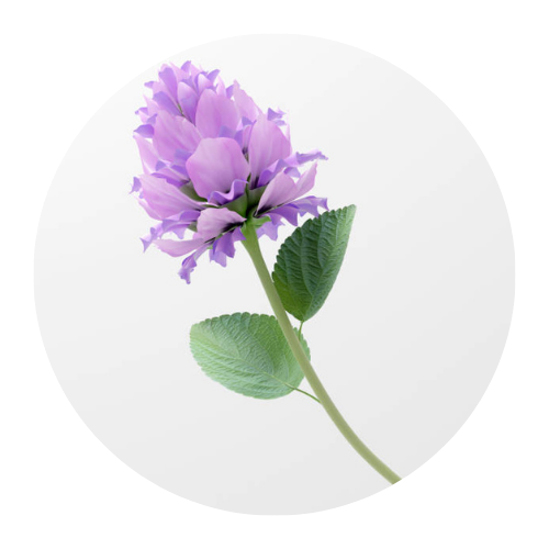 Prickly Pear Brightening Eye Cream