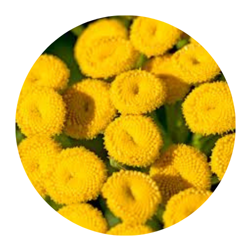 AHA and Blue Tansy Night Cream