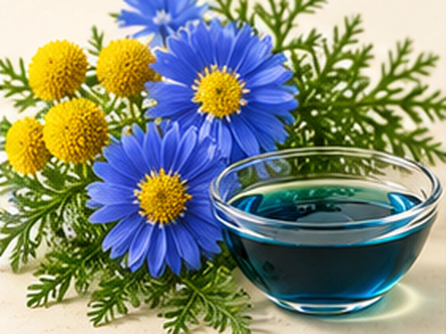 blue tansy flower oil